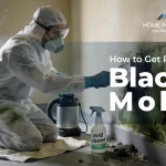 Black Mold Removal