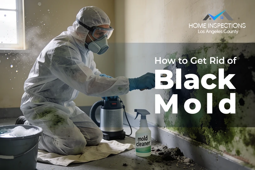 Black Mold Removal